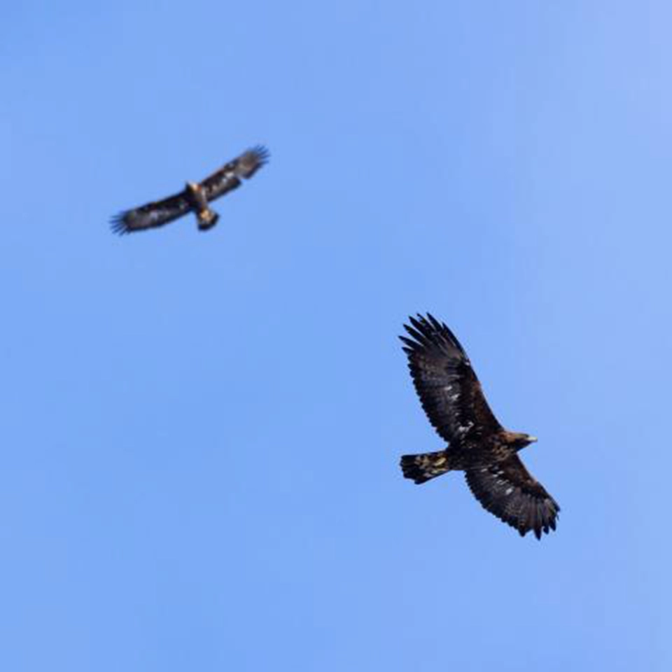 Saut en parachute en duo en Alsace Lorraine Vosges