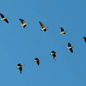 Offrir saut en parachute en Alsace